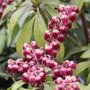 Pieris japonica 'Valley Valentine' - Andromède