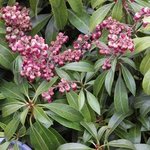 Pieris japonica 'Valley Valentine' - Andromède