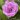 Primula vulgaris 'Marie Crousse' - Primevère 'Marie Crousse'