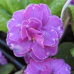 Primula vulgaris 'Marie Crousse' - Primevère 'Marie Crousse'