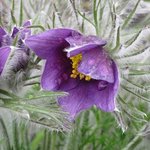 Anémone pulsatille - Pulsatilla vulgaris