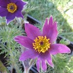 Anémone pulsatille - Pulsatilla vulgaris