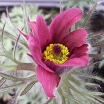 Anémone pulsatille - Pulsatilla vulgaris