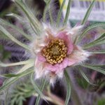 Anémone pulsatille - Pulsatilla vulgaris