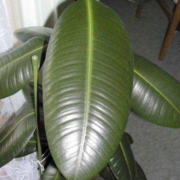 Caoutchouc Ficus Elastica