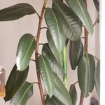 Caoutchouc - Ficus elastica