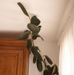 Caoutchouc - Ficus elastica