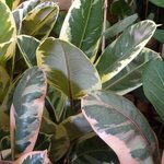 Caoutchouc - Ficus elastica