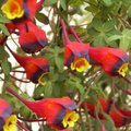 Tropaeolum 'tricolor'