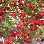 Tropaeolum 'tricolor'