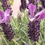 Lavande papillon - Lavandula stoechas