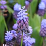 Muscari latifolium