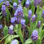 Muscari latifolium