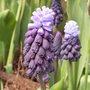 Muscari latifolium