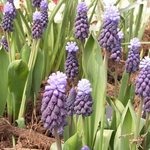 Muscari latifolium