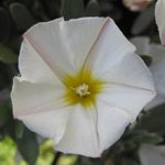 Convolvulus cneorum - Liseron