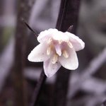 Ophiopogon planiscapus 'Nigrescens'