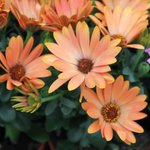 Osteospermum - Marguerite du Cap - Dimorphothéca