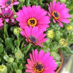 Osteospermum - Marguerite du Cap - Dimorphothéca