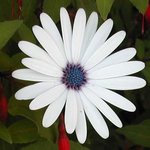 Osteospermum - Marguerite du Cap - Dimorphothéca