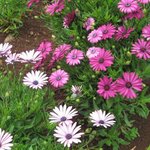 Osteospermum - Marguerite du Cap - Dimorphothéca