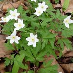 Anémone des bois - Anemone Sylvie