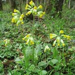 Coucou des Bois - Primula veris