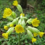 Coucou des Bois - Primula veris