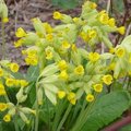 Coucou des Bois - Primula veris