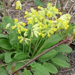 Coucou des Bois - Primula veris