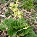 Coucou des Bois - Primula veris