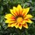 gazania