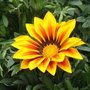 Gazania splendens