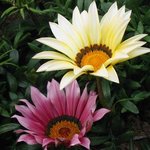 Gazania splendens