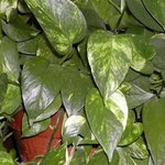 Scindapsus aureus - Pothos - Epipremnum