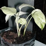 Scindapsus aureus - Pothos - Epipremnum