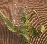 Scindapsus aureus - Pothos - Epipremnum