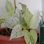 Scindapsus aureus - Pothos - Epipremnum