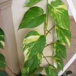 Scindapsus aureus - Pothos - Epipremnum