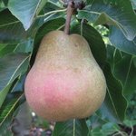 Poire - Pyrus communis