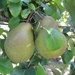 Poire - Pyrus communis