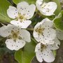 Poire - Pyrus communis