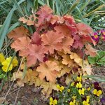 Heuchère 'Caramel' - Heuchera