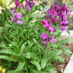 Giroflée - Cheiranthus - Matthiola - Erysimum