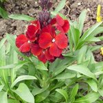 Giroflée - Cheiranthus - Matthiola - Erysimum