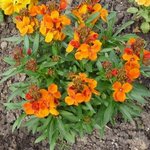 Giroflée - Cheiranthus - Matthiola - Erysimum