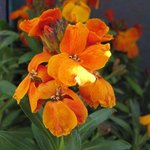 Giroflée - Cheiranthus - Matthiola - Erysimum