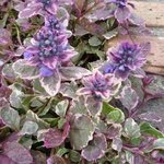 Bugle 'Burgundy Glow' - Ajuga reptans