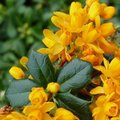 Berberis darwinii - Berbéris de Darwin