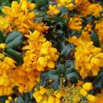 Berberis darwinii - Berbéris de Darwin